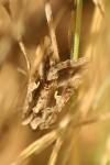 Autographa gamma