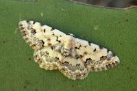 Scopula honestata