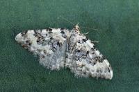 Epirrhoe timozzaria