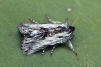 Calophasia platyptera
