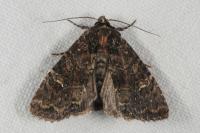Mesapamea secalella/secalis