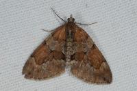 Thera obeliscata