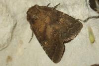 Rusina ferruginea