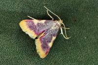 Hypsopygia costalis
