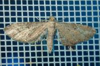 Eupithecia