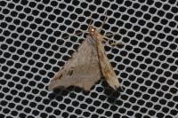 Macaria alternata