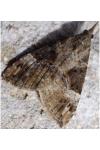 Hypena obsitalis