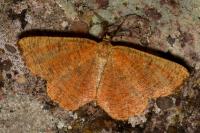 Angerona prunaria