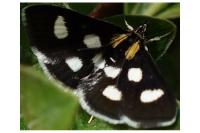 Anania funebris