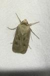 Agrotis exclamationis exclamationis