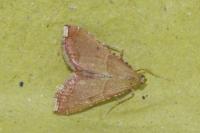 Endotricha flammealis