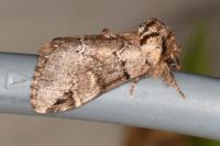 Drymonia obliterata