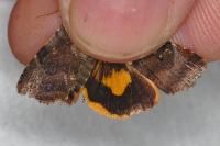Noctua janthina