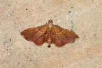 Endotricha flammealis