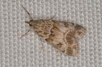 Eudonia mercurella