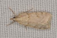 Scoparia subfusca