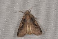 Xestia c-nigrum