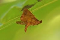 Endotricha flammealis