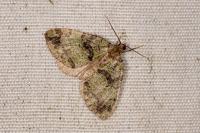 Hydriomena furcata