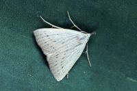 Macrochilo cribrumalis