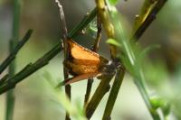 Isturgia limbaria limbaria