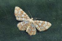 Hydrelia flammeolaria