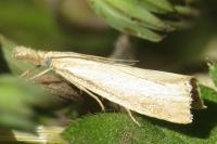 Agriphila straminella