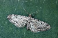 Eupithecia pimpinellata