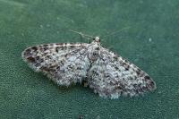 Eupithecia graphata