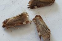 Cosmia diffinis