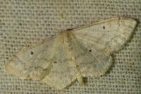 Idaea biselata