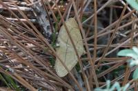 Paracolax tristalis