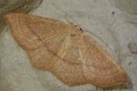 Cyclophora ruficiliaria