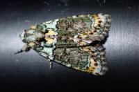 Cryphia algae