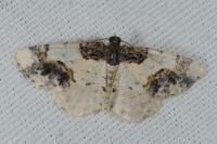 Ligdia adustata