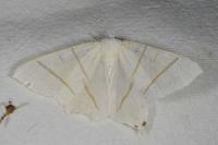 Ourapteryx sambucaria