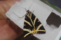 Euplagia quadripunctaria