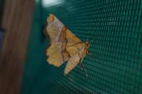 Selenia lunularia