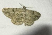 Peribatodes rhomboidaria rhomboidaria