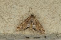 Cataclysta lemnata