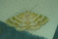 Idaea circuitaria
