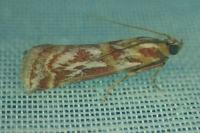 Acrobasis porphyrella