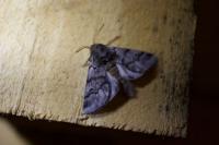 Thaumetopoea pityocampa