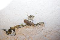 Katha depressa