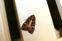 Trigonophora flammea