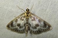 Anania hortulata
