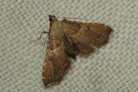 Endotricha flammealis