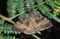 Lymantria dispar