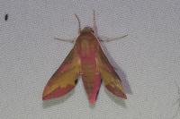 Deilephila porcellus