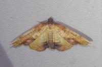 Plagodis dolabraria